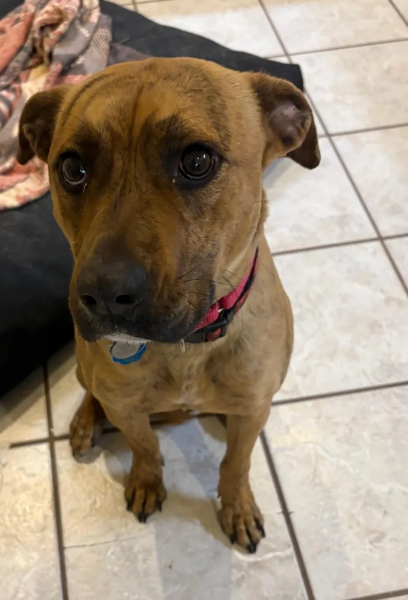 A young medium-sized female Brindle Hound dog named Alvina for adoption in Columbia, SC