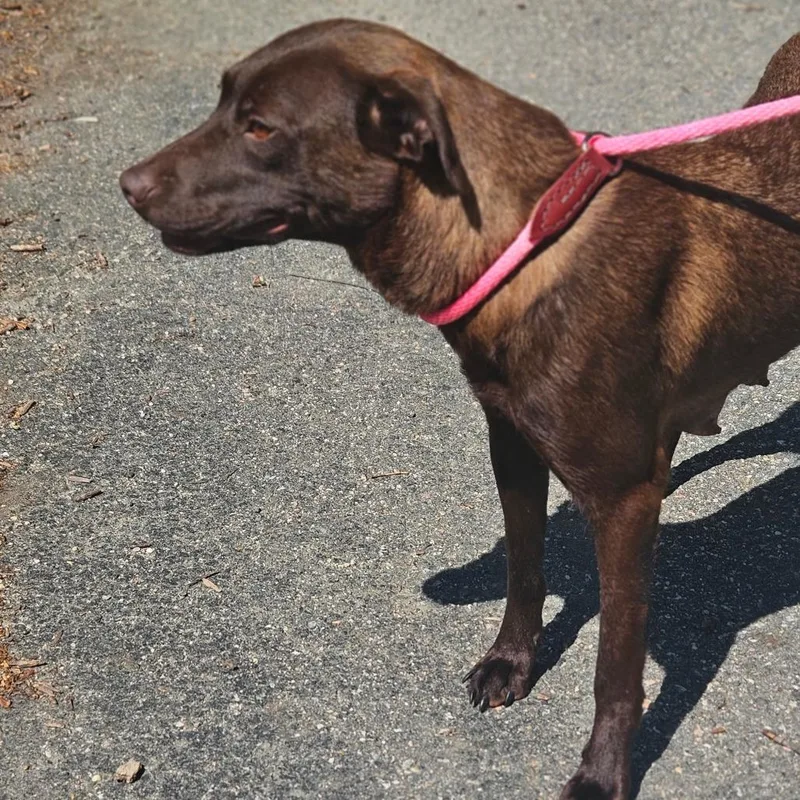 A young medium-sized female Brown / Chocolate Chocolate Labrador Retriever dog named Brownie for adoption in Gloucester, VA