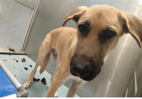A young medium-sized male German Shepherd Dog dog named Rambo for adoption in Baldwin Park, CA