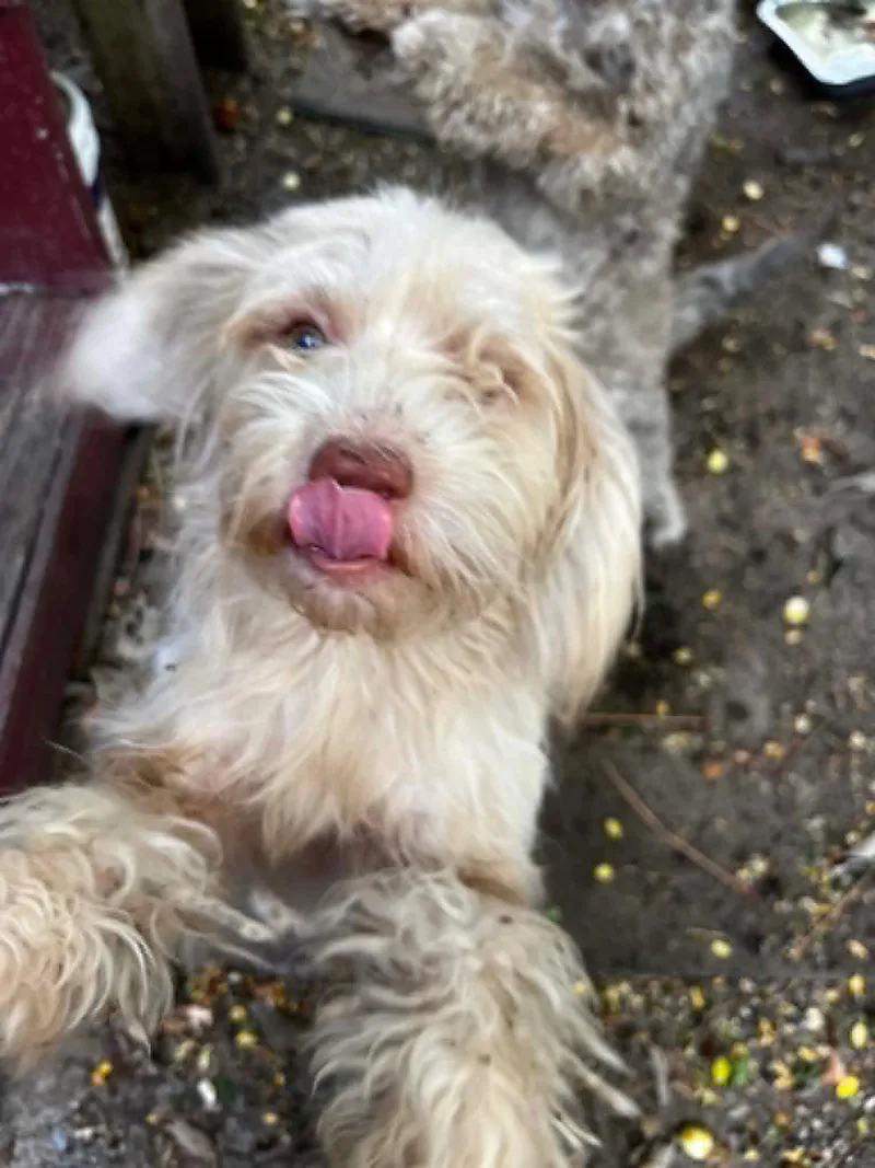 Gordo