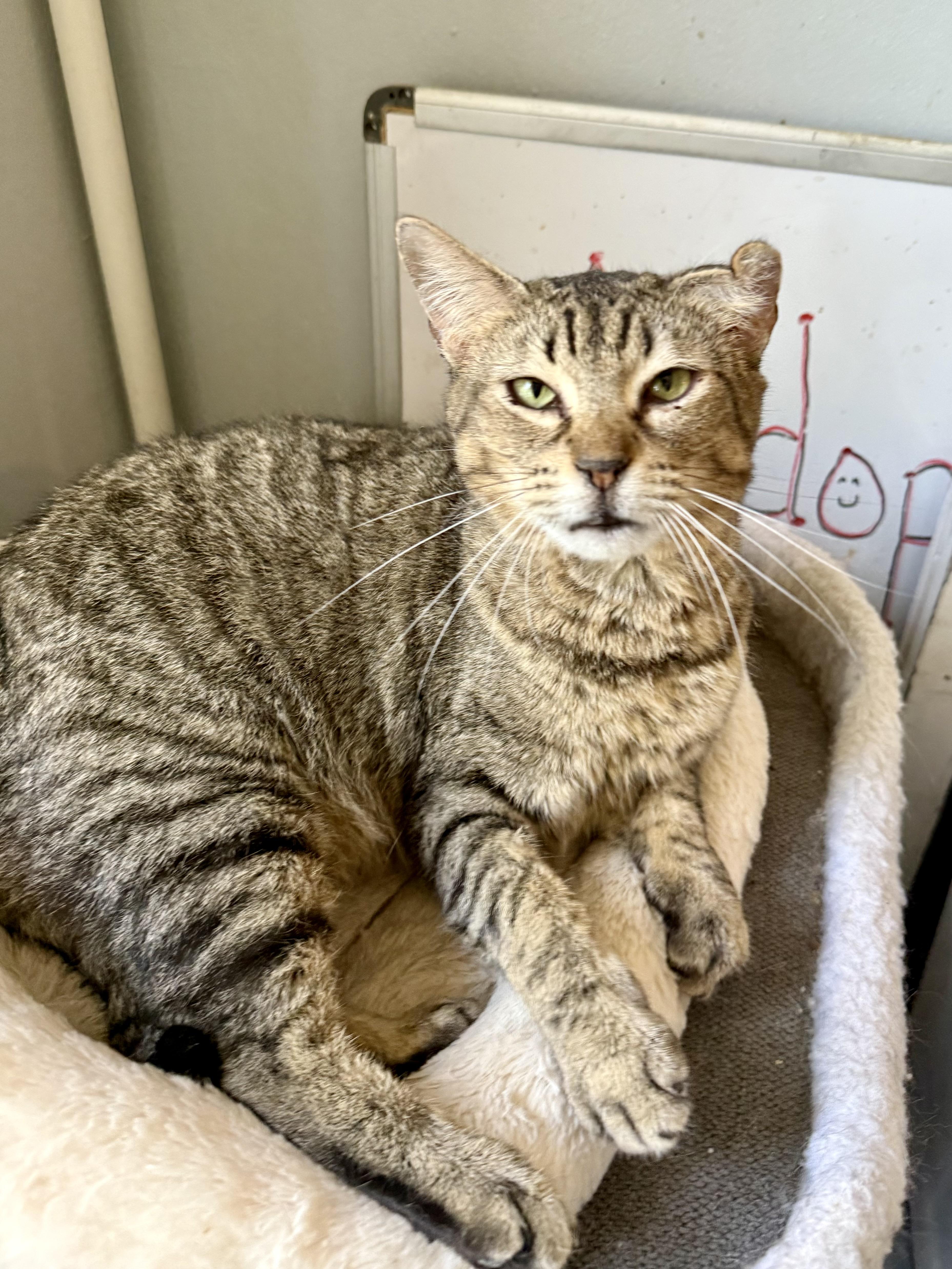 An adult medium-sized female Tabby (Brown / Chocolate) Domestic Short Hair cat named Crinkle for adoption in Shreveport, LA