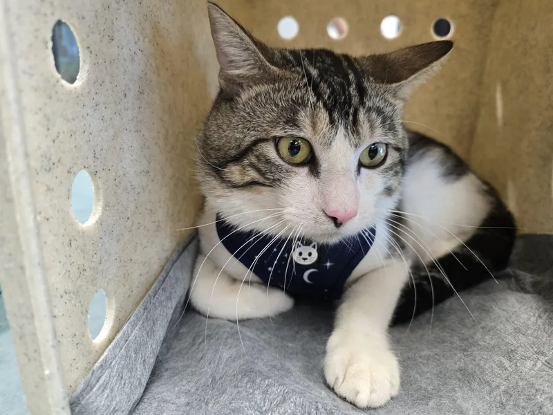 A young large-sized male Domestic Short Hair cat named Otis for adoption in Chatsworth, CA