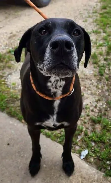 Brody
