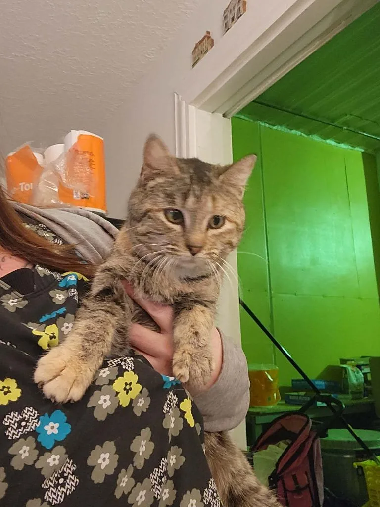 A young small-sized female Domestic Short Hair cat named Tilly Tumbleweed for adoption in Olney, IL
