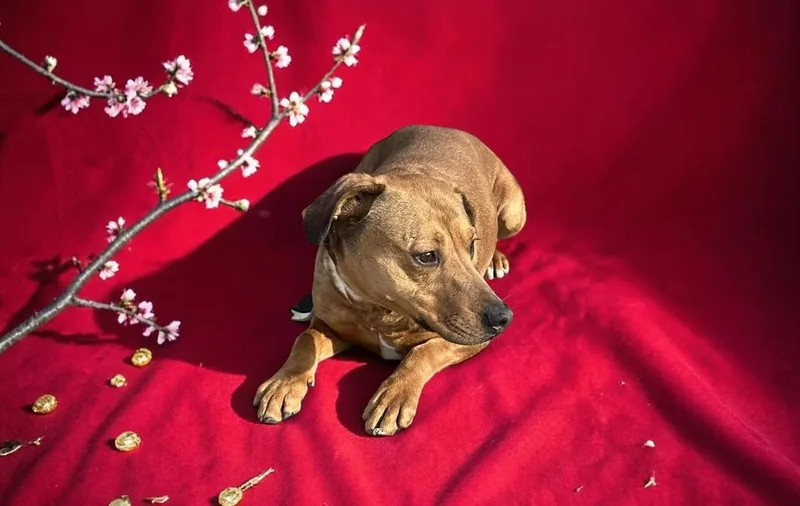 Ember & Bailey thumbnail 2