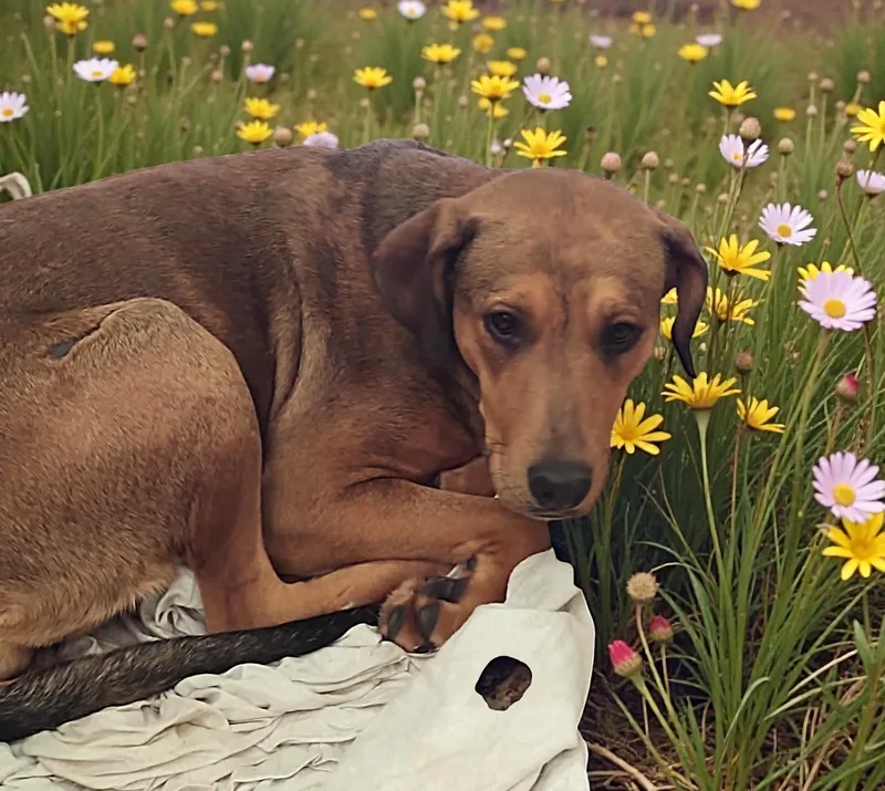 Ember & Bailey thumbnail 3