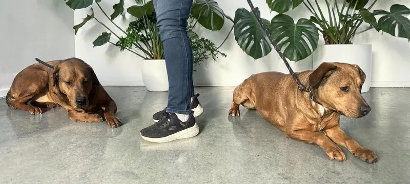 Ember & Bailey thumbnail 4