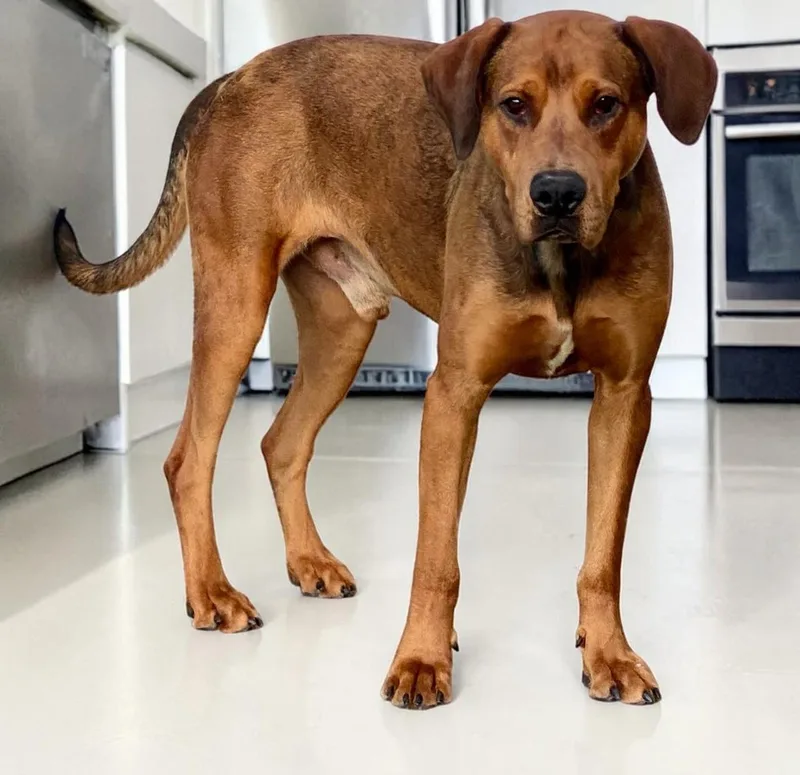 Ember & Bailey thumbnail 6