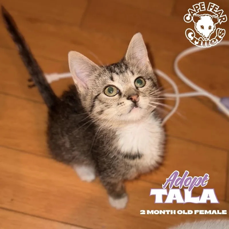 A young small-sized female Domestic Short Hair cat named Tala for adoption in Wilmington, NC