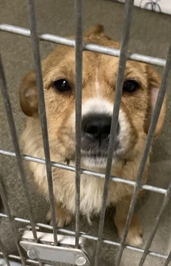 A young medium-sized female Mixed Breed dog named Eloise for adoption in Vancouver, WA