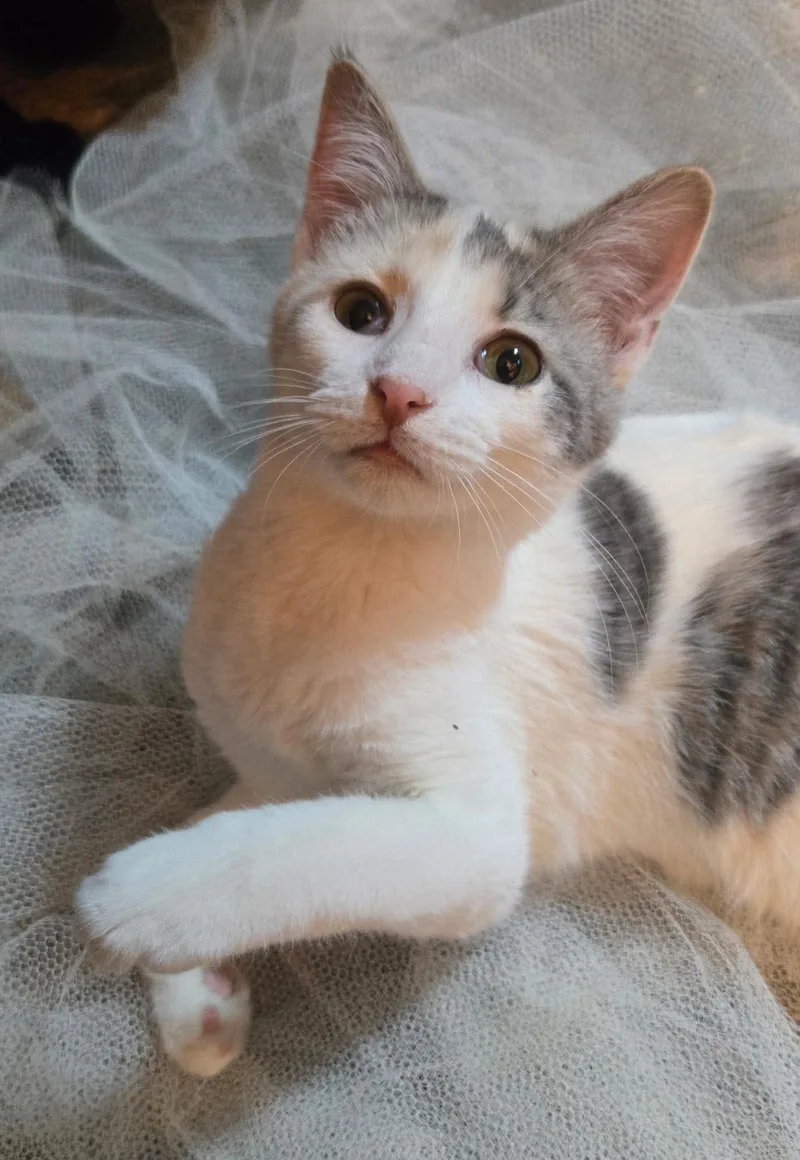A young medium-sized female Calico Domestic Short Hair cat named Kendra for adoption in Sioux Falls, SD