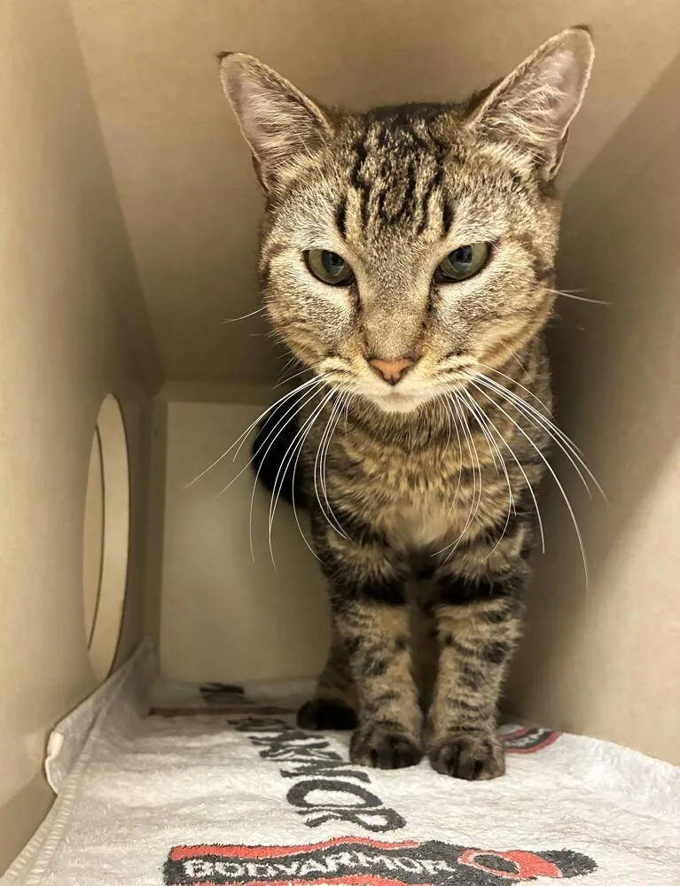 An adult medium-sized male Domestic Short Hair cat named Ramses for adoption in Elmsford, NY