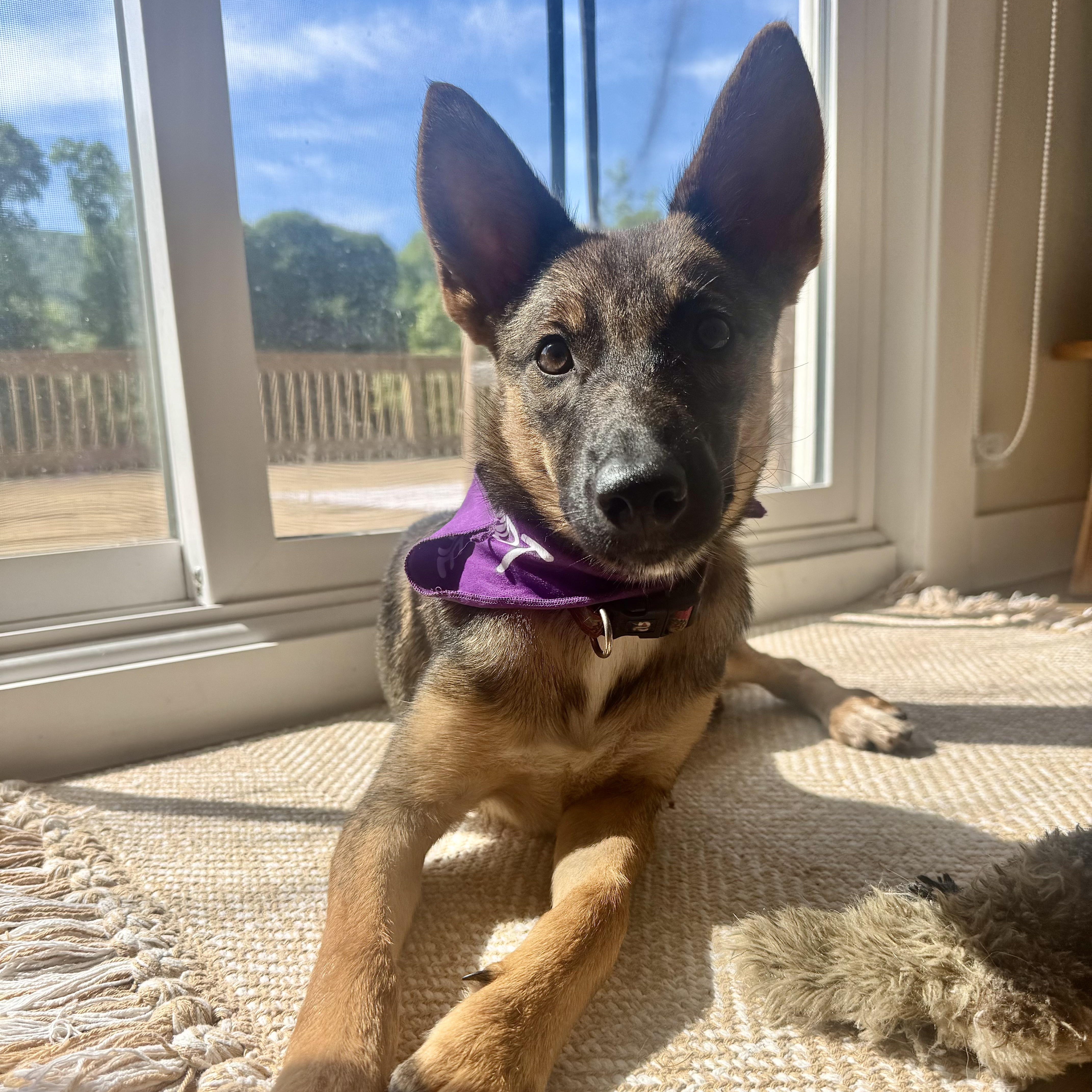 A young medium-sized female Brown / Chocolate German Shepherd Dog dog named Greta  The Gentle for adoption in Carolina, PR
