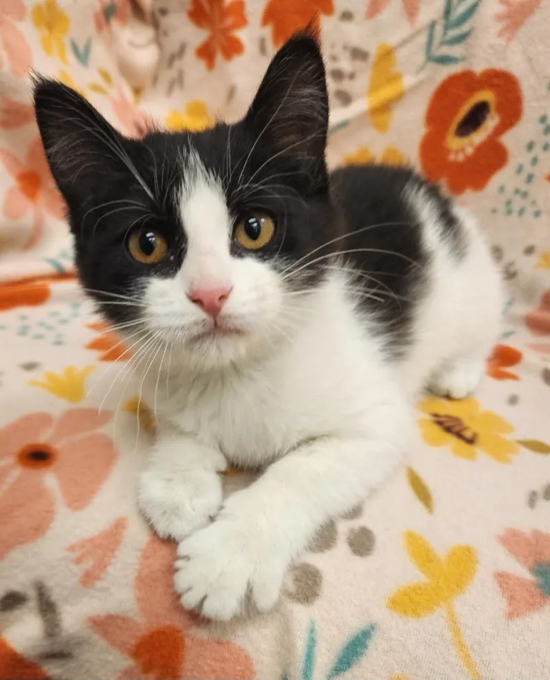 A baby medium-sized female Domestic Short Hair cat named Sadie for adoption in Superior, WI