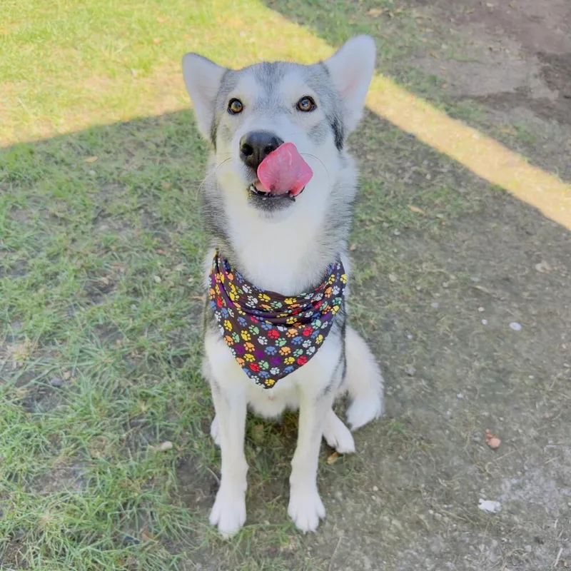 Bruno thumbnail 3