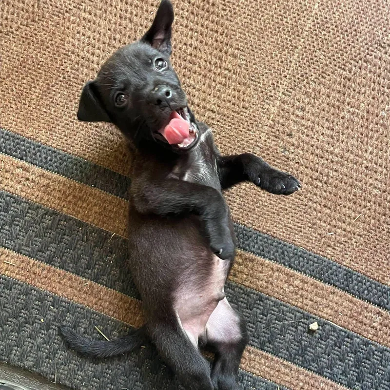 A baby medium-sized male Black Retriever dog named Chipmunk for adoption in Waxhaw, NC