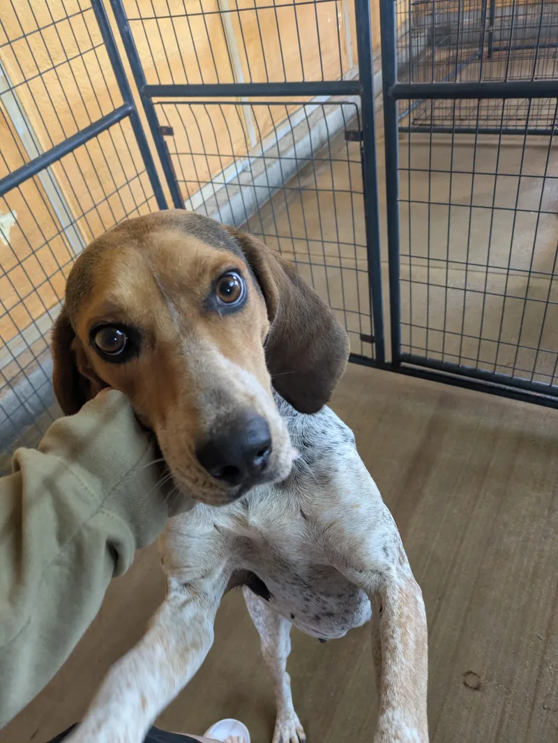 A young medium-sized female Tricolor (Brown, Black, & White) English Coonhound dog named Olive for adoption in Lexington, MA