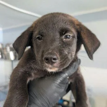 A young medium-sized female Mixed Breed dog named Hiwa for adoption in Allentown, PA