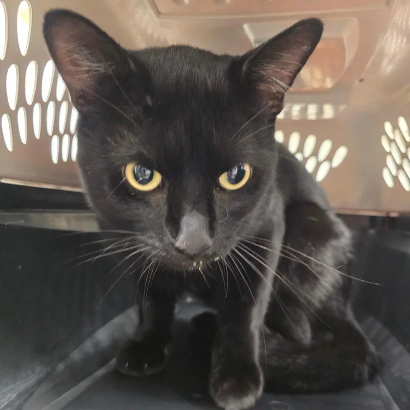 A young large-sized male Domestic Short Hair cat named Commander Whiskers for adoption in Chattanooga, TN