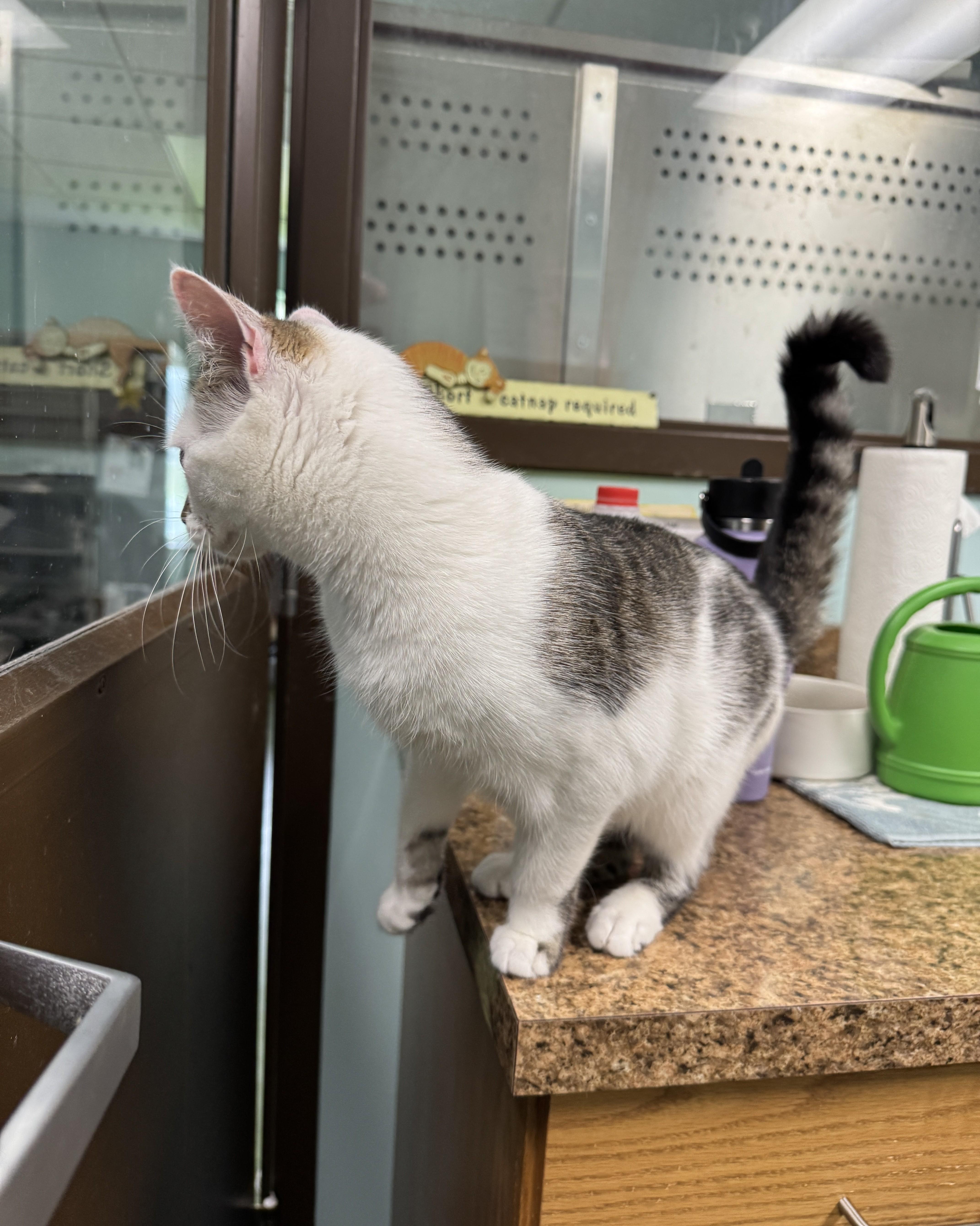 Hollywood thumbnail 4