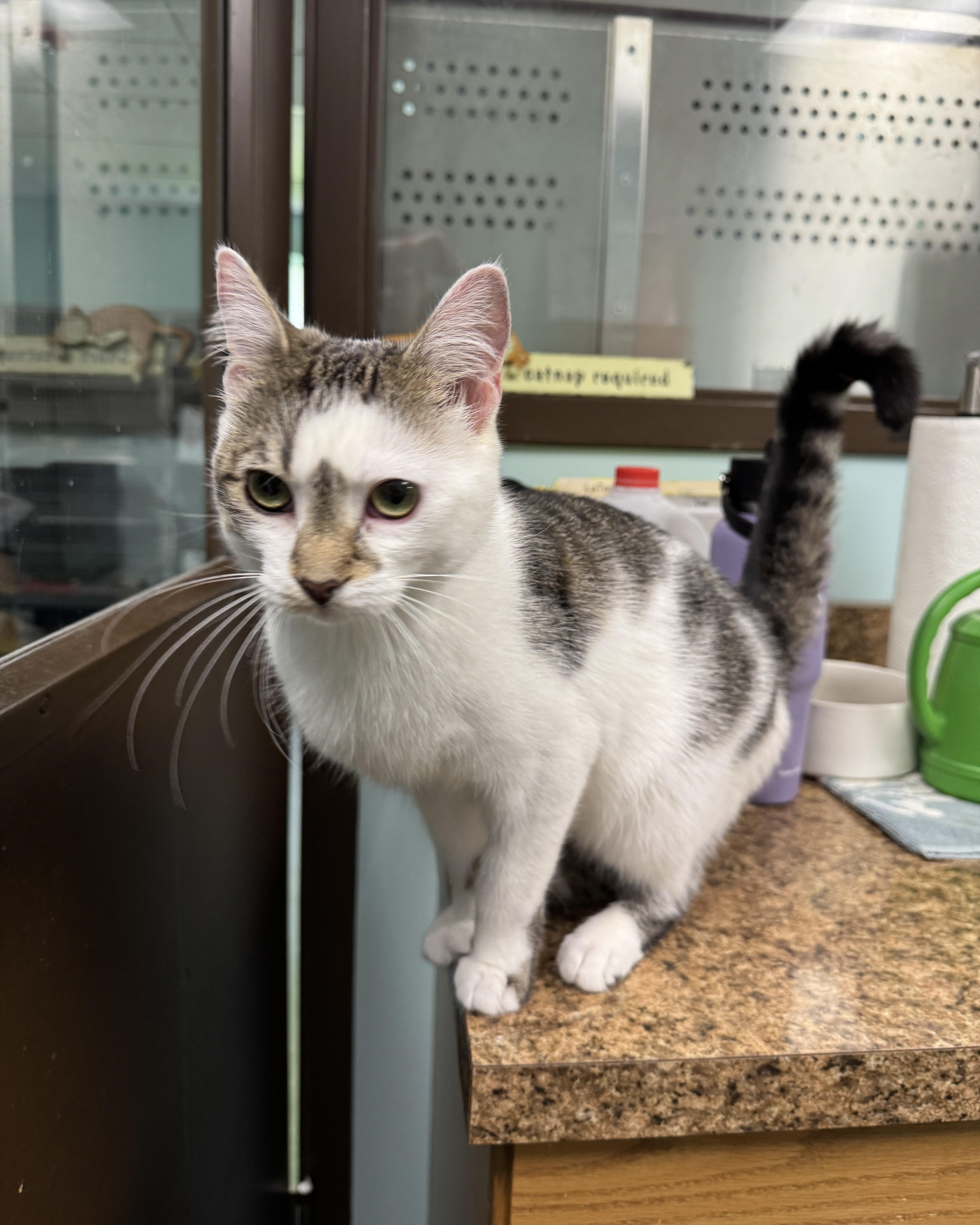 A young medium-sized female White Domestic Short Hair cat named Hollywood for adoption in Seneca, PA