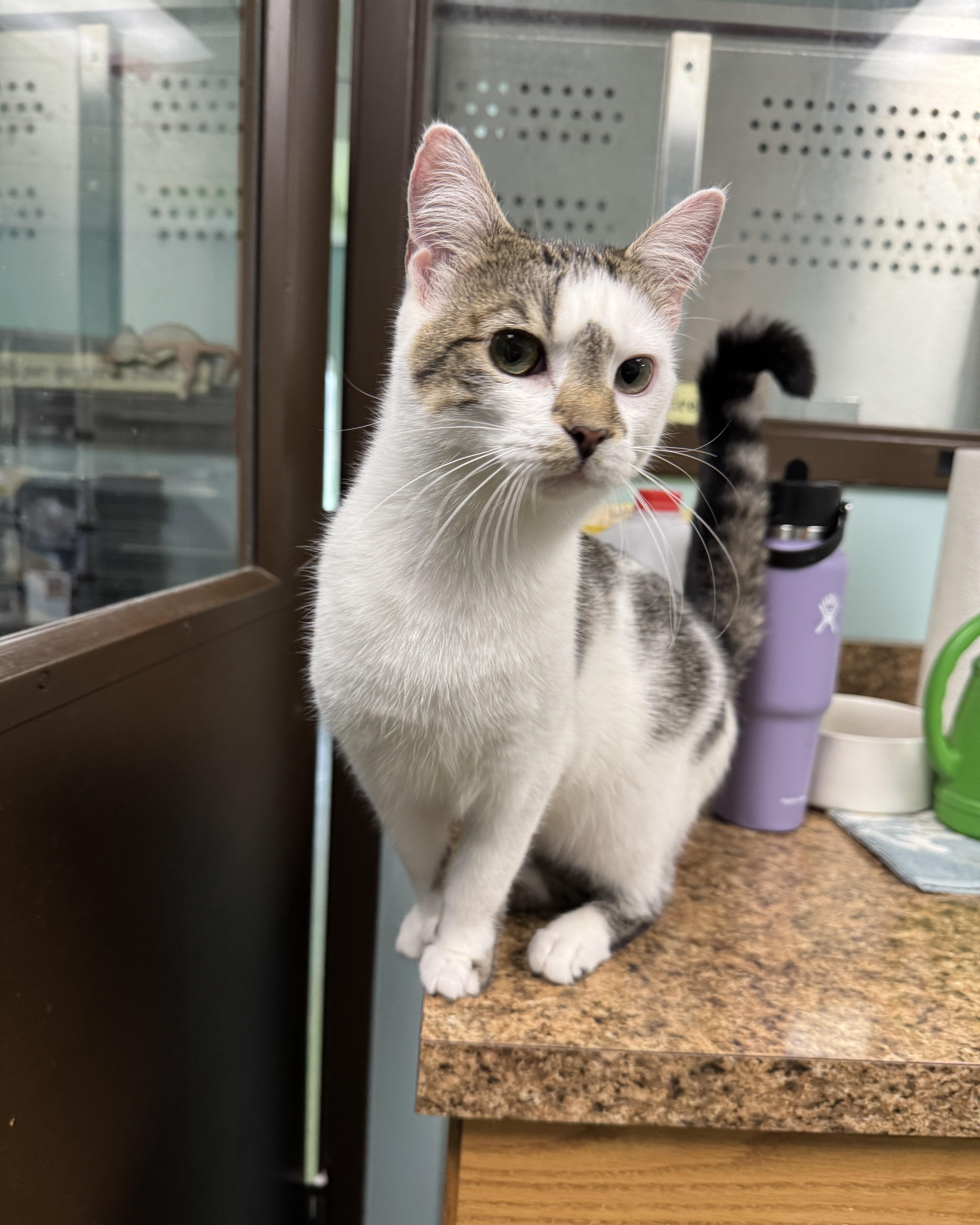 Hollywood thumbnail 5