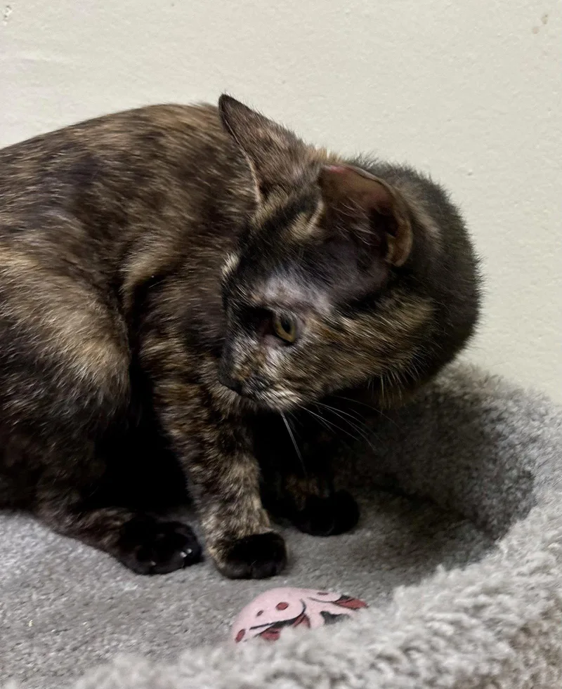 A young medium-sized female Tortoiseshell cat named Hoot for adoption in Phoenix, AZ