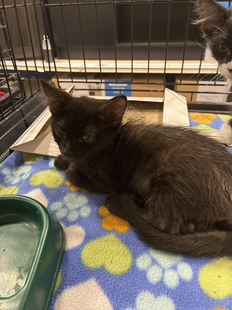 A baby medium-sized male Black Domestic Short Hair cat named Moonbeam for adoption in Plano, TX
