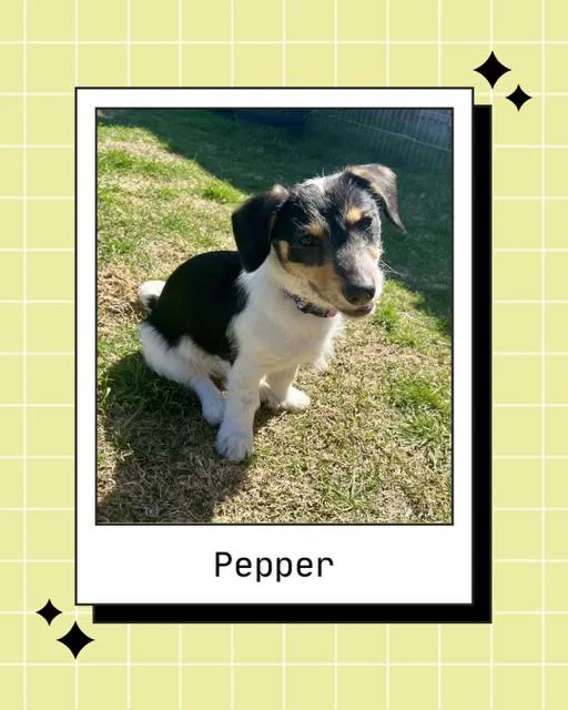 Pepper