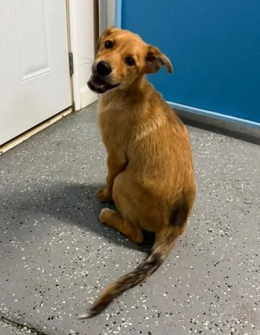 A baby medium-sized male German Shepherd Dog dog named Dallas for adoption in Warren, MI