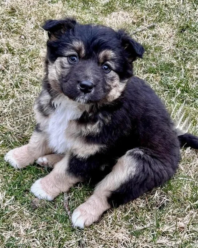 A baby medium-sized female Tricolor (Brown, Black, & White) Australian Shepherd dog named Winnie for adoption in Chesterfield, MI