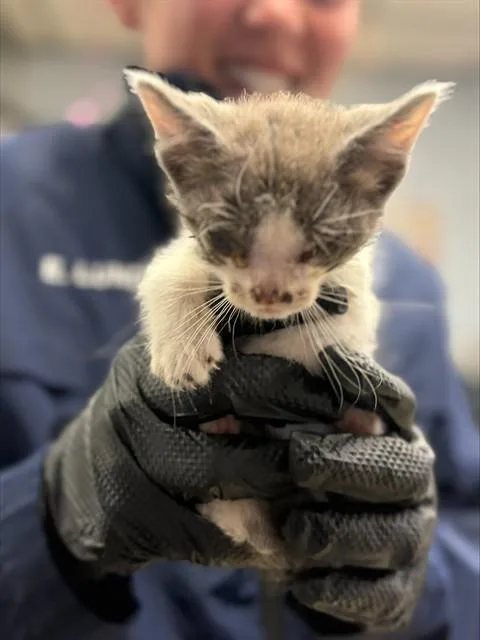 A baby small-sized male Domestic Short Hair cat named Red Collar for adoption in Stockton, CA