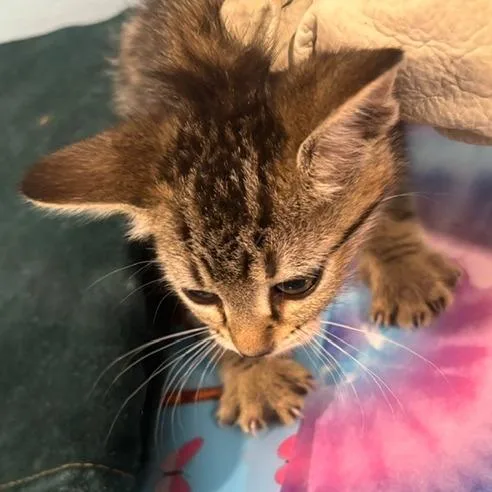 A baby small-sized female Brown / Chocolate Domestic Short Hair cat named Savannah for adoption in Gordonsville, TN