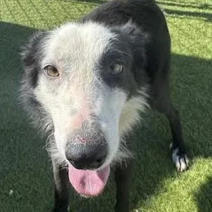 An adult medium-sized female Black Border Collie dog named Cider for adoption in Agua Dulce, CA