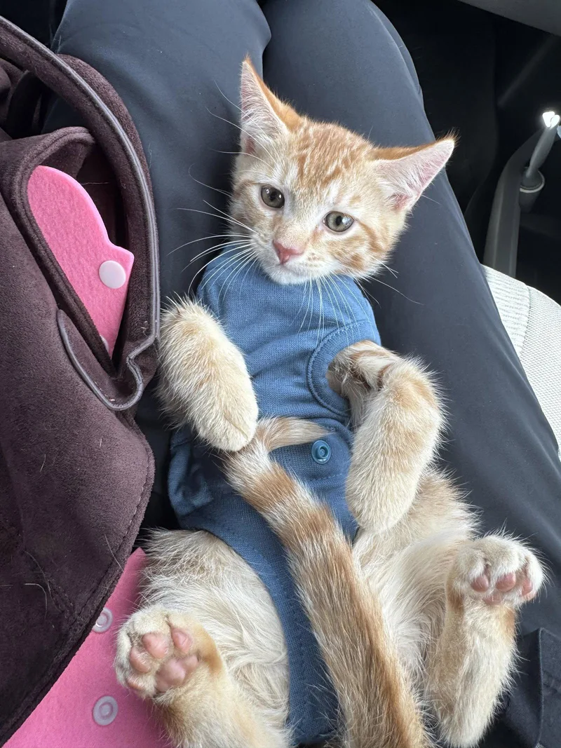 A baby medium-sized male Orange / Red Domestic Short Hair cat named Clement for adoption in Wesley Chapel, FL