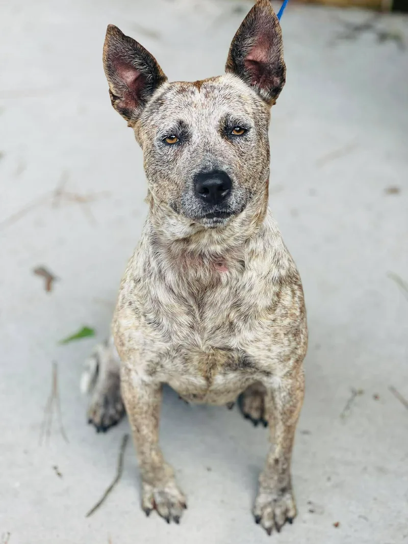 An adult medium-sized female Cattle Dog dog named AC "Chica" for adoption in Conyers, GA