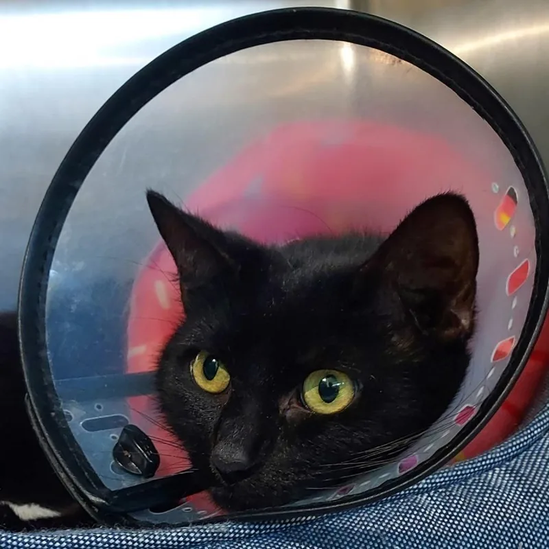 An adult large-sized male Black Domestic Short Hair cat named Krueger for adoption in Dayton, OH