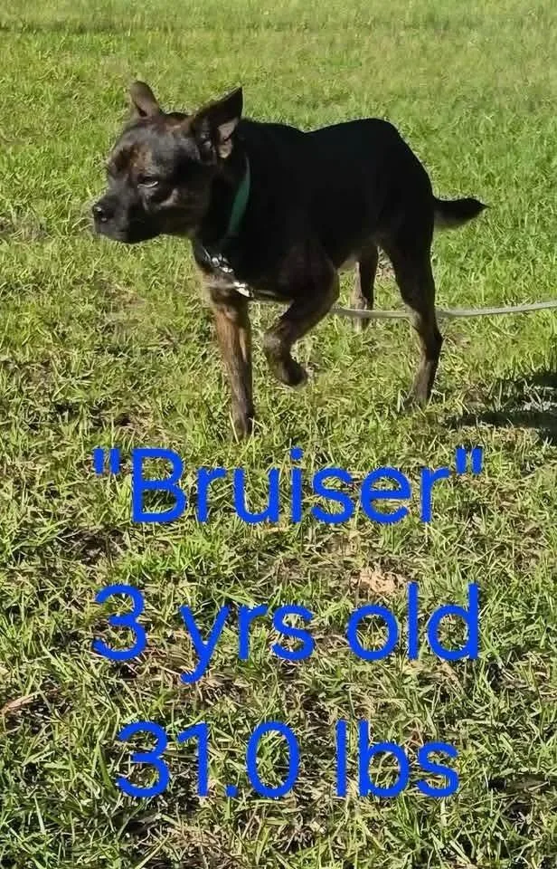Bruiser
