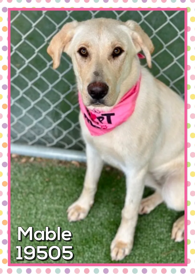 A young medium-sized female Yellow / Tan / Blond / Fawn Labrador Retriever dog named Mable for adoption in Marietta, GA