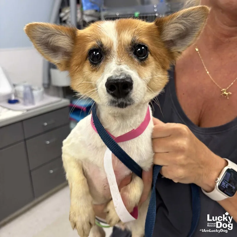 An adult small-sized female Corgi dog named Spruce for adoption in Washington, DC