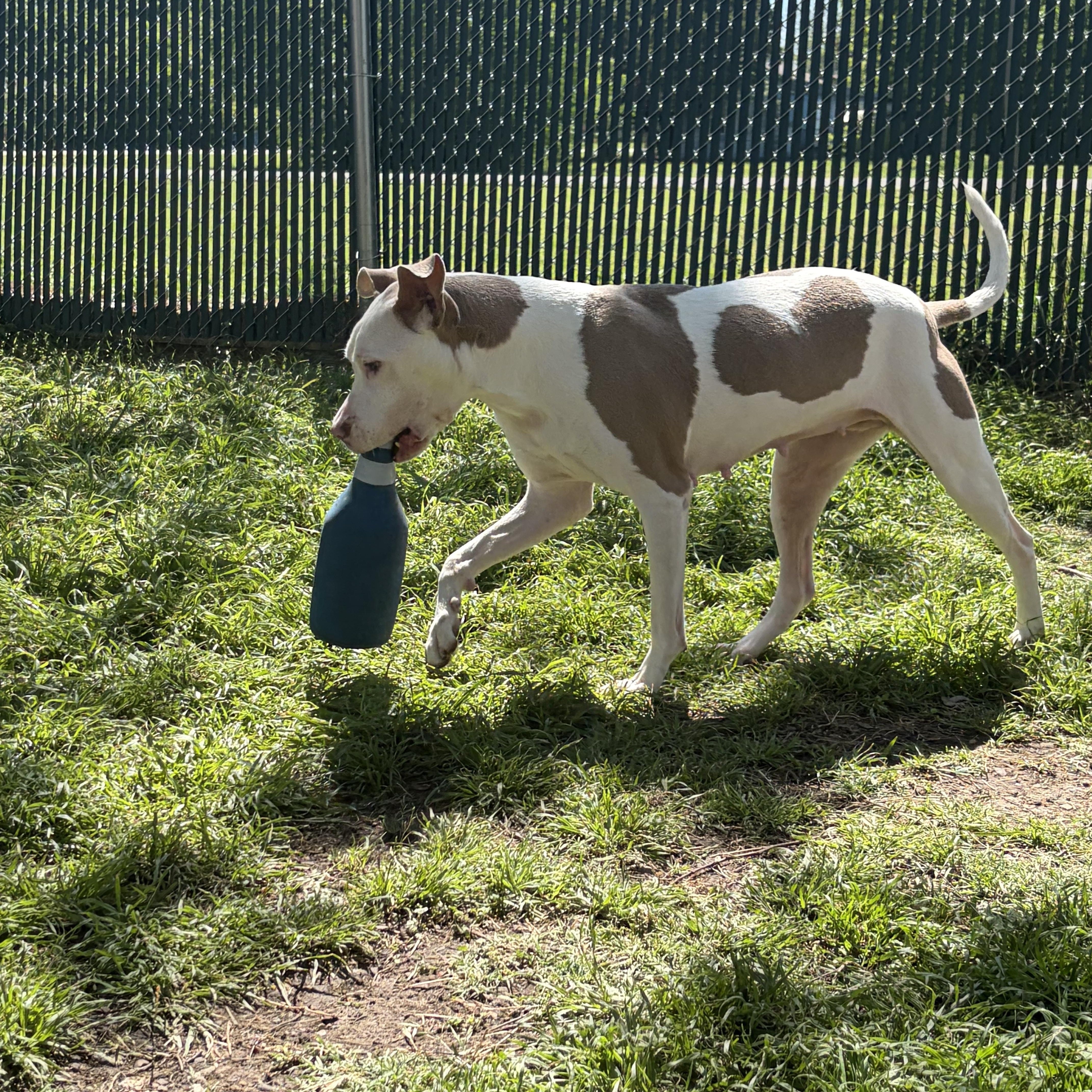 A young medium-sized female Golden American Staffordshire Terrier dog named Love for adoption in Mansfield, TX