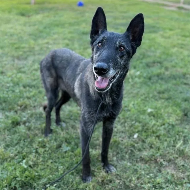 An adult large-sized female Belgian Shepherd / Malinois dog named Birdie for adoption in Modesto, CA