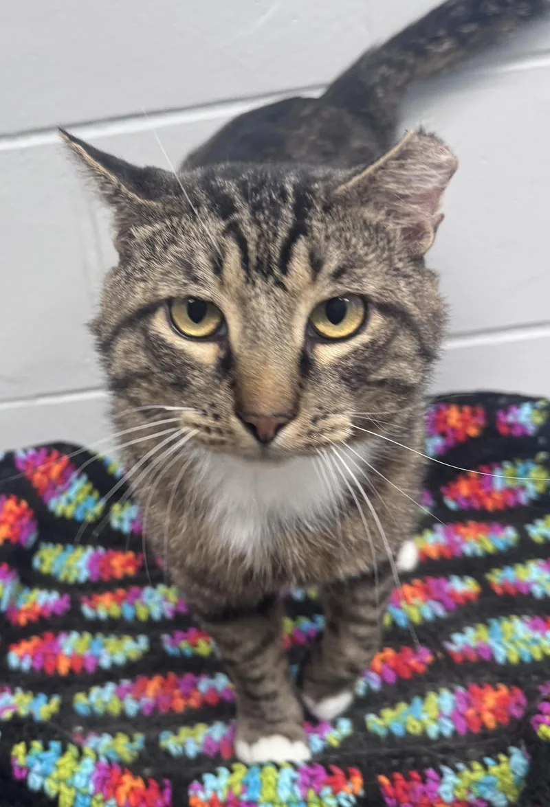 An adult large-sized male Tabby (Brown / Chocolate) Domestic Short Hair cat named Theodore for adoption in Yorkville, IL