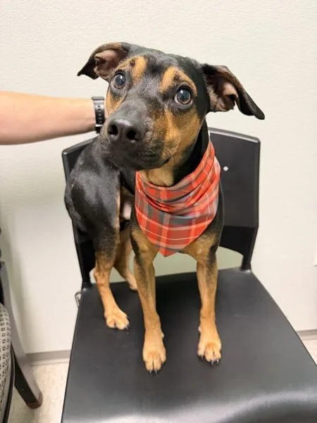 An adult medium-sized male Hound dog named Cola for adoption in Morristown, TN