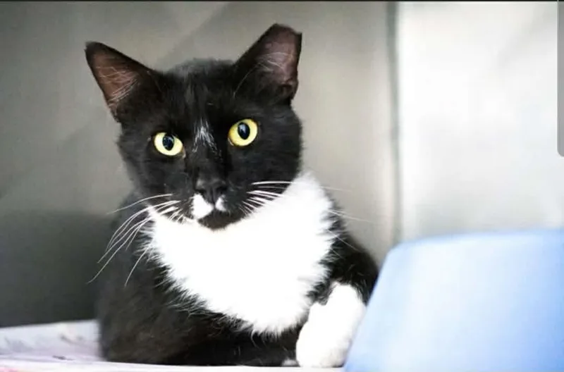 An adult medium-sized male Black & White / Tuxedo Domestic Short Hair cat named Jafar for adoption in Social Circle, GA