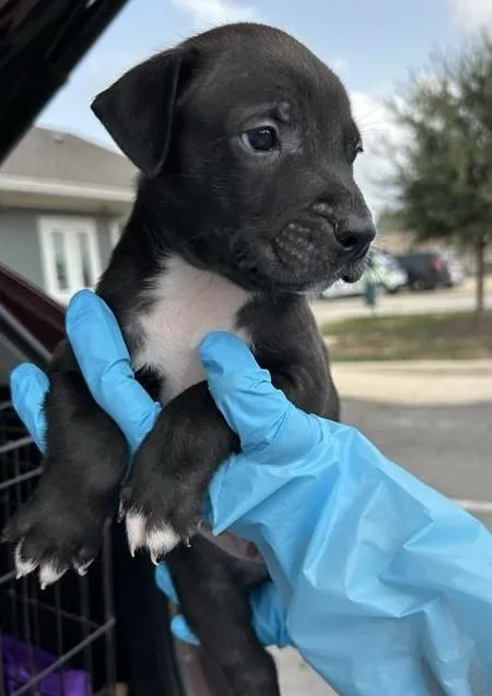 A baby medium-sized male Hound dog named Clancey for adoption in San Antonio, TX
