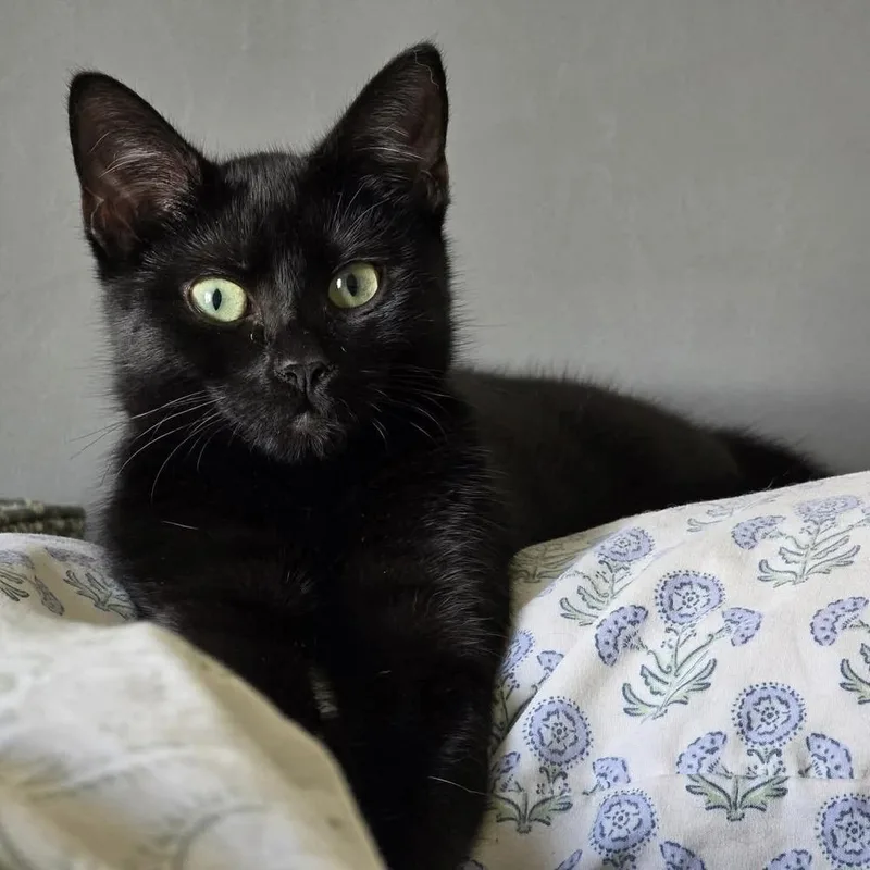 A young medium-sized female Black Domestic Short Hair cat named Lyla for adoption in Raleigh, NC