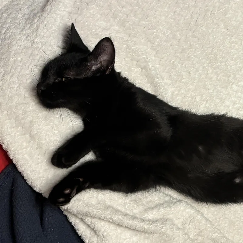 A baby small-sized male Black Domestic Short Hair cat named Parker for adoption in Liverpool, TX