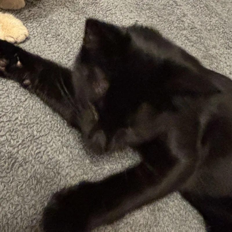 Parker thumbnail 6
