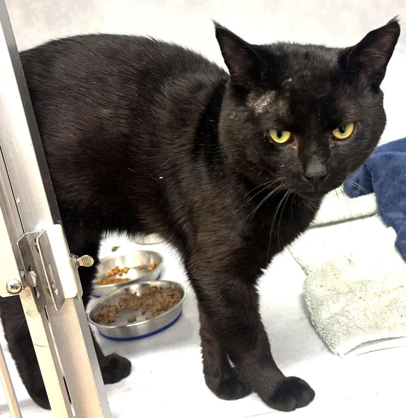 Charlie  FIV+ thumbnail 2